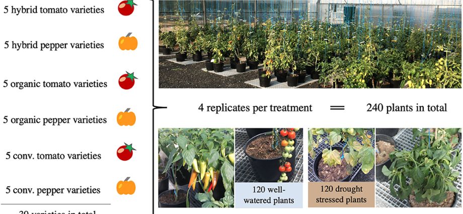 Tomato Sanka: advantages and disadvantages of a productive variety