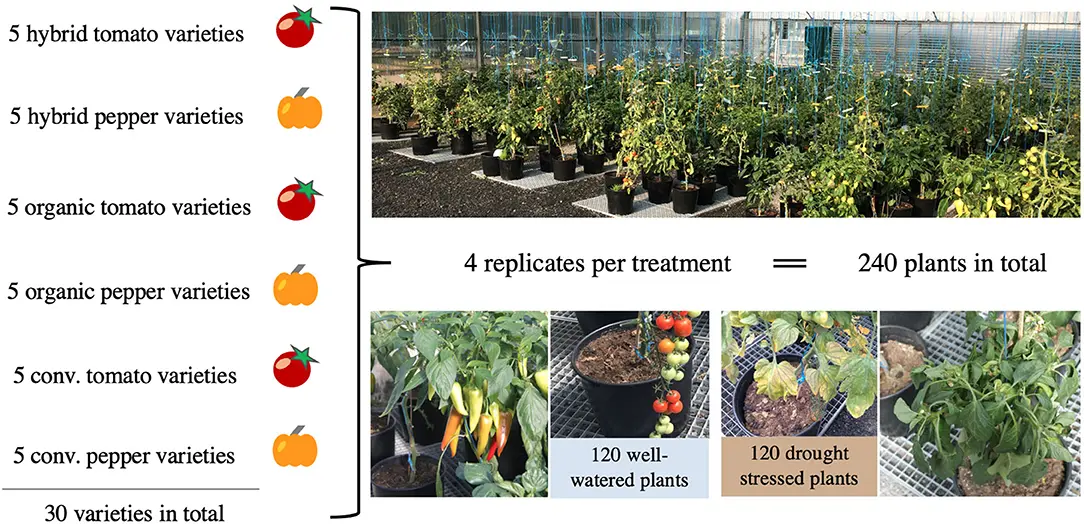 Tomato Sanka: advantages and disadvantages of a productive variety