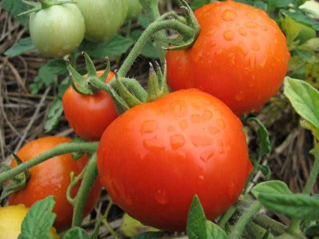 Tomato Sanka: reviews, photos, yield