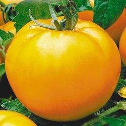 Tomato Sanka: reviews, photos, yield