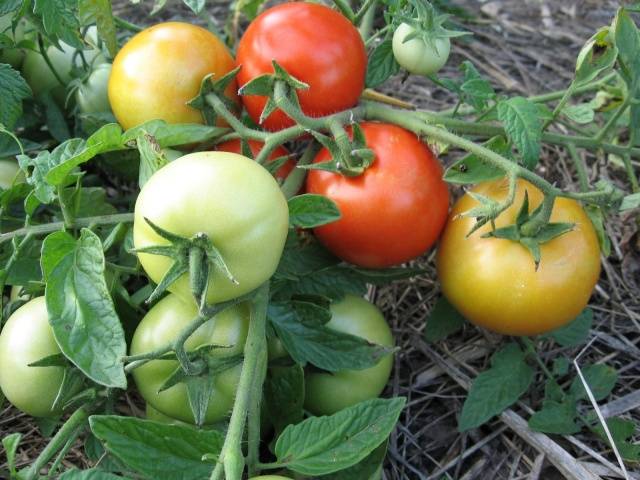 Tomato Sanka: reviews, photos, yield