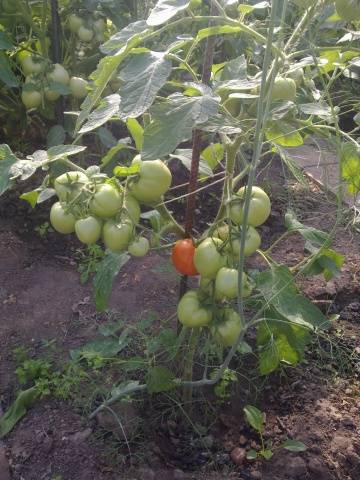 Tomato Sanka: reviews, photos, yield