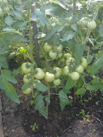 Tomato Sanka: reviews, photos, yield