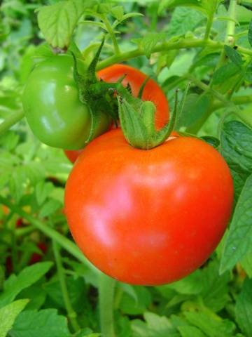 Tomato Sanka: reviews, photos, yield