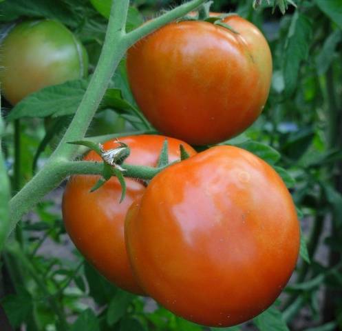 Tomato Sanka: reviews, photos, yield