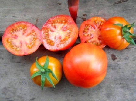 Tomato Sanka: reviews, photos, yield