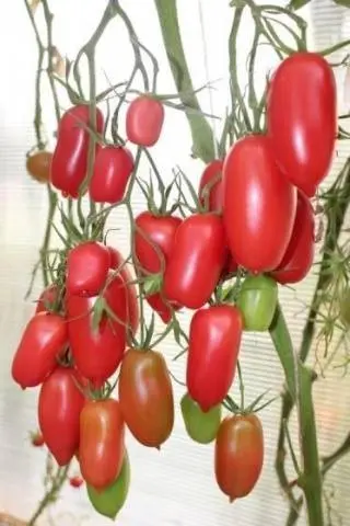 Tomato Scarlet Candles: characteristics and description of the variety