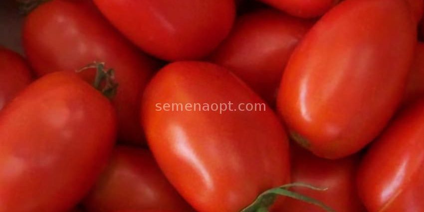 Tomato Scarlet Candles: characteristics and description of the variety