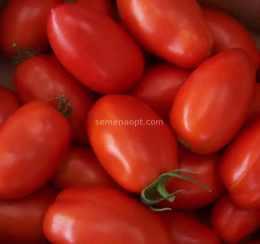 Tomato Scarlet Candles: characteristics and description of the variety