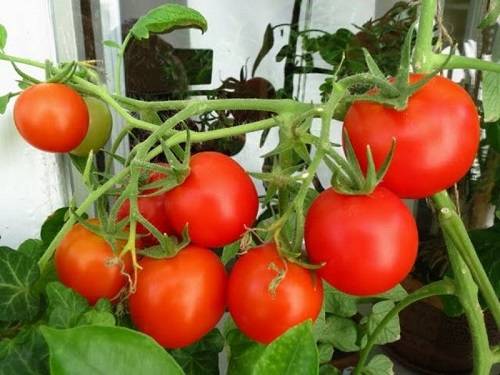 Tomato Scarlet Frigate F1