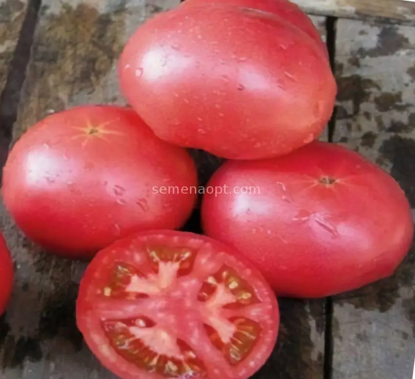 Tomato Scarlet Frigate F1