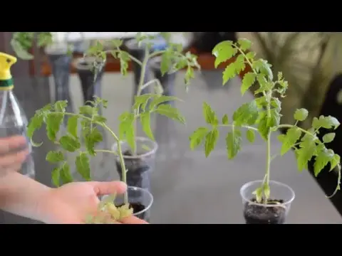 Tomato seedling growth stimulants 