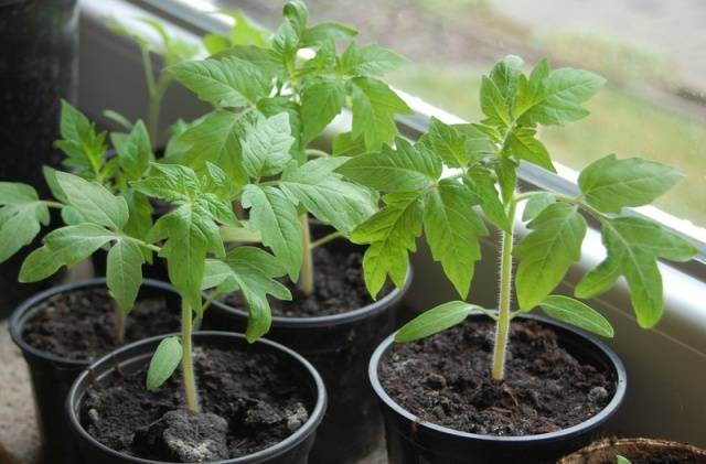 Tomato seedling growth stimulants 