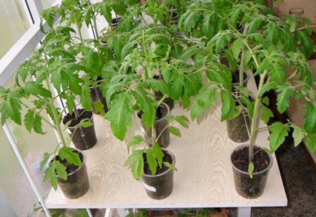 Tomato seedling growth stimulants 