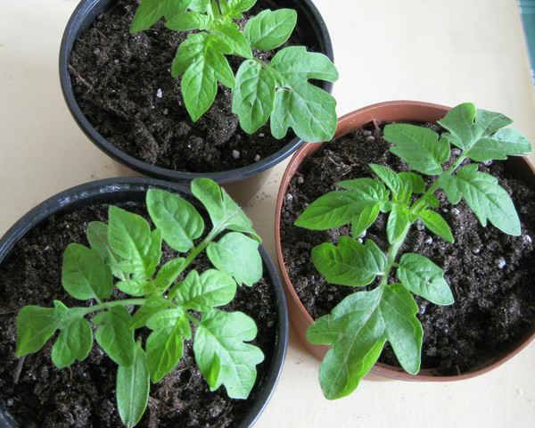 Tomato seedling growth stimulants 