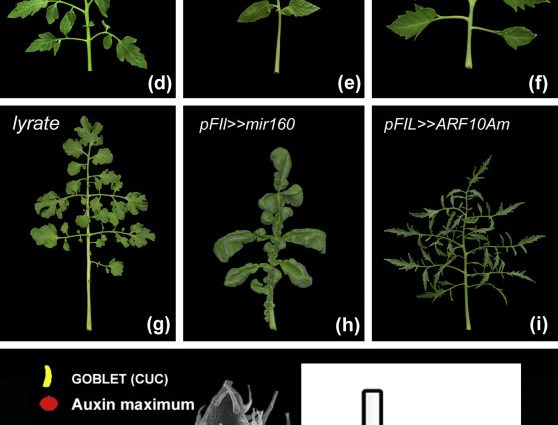 Tomato seedling growth stimulants 