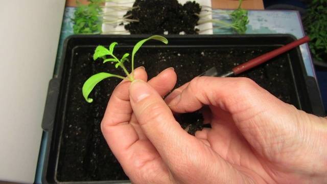 Tomato seedling growth stimulants 