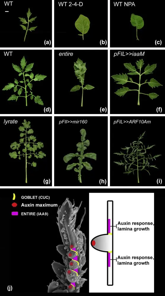 Tomato seedling growth stimulants 