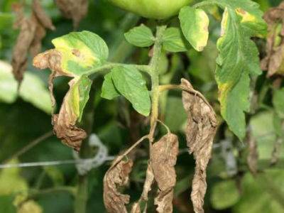 Tomato seedling pests and control methods 