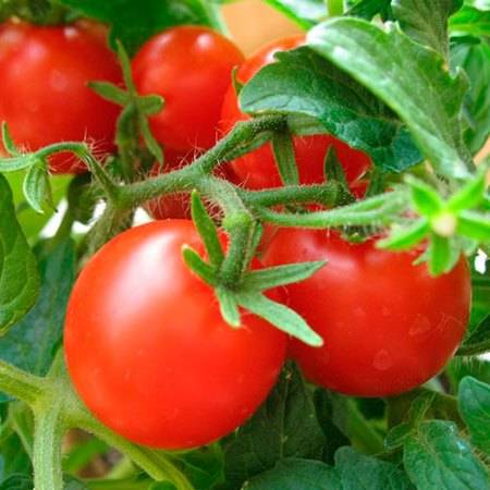 Tomato seedling pests and control methods 