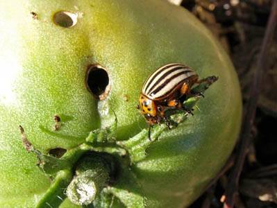 Tomato seedling pests and control methods 