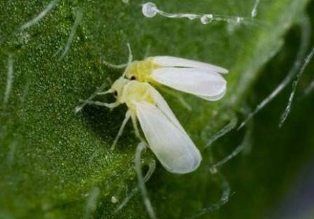 Tomato seedling pests and control methods 