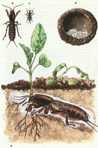 Tomato seedling pests and control methods 