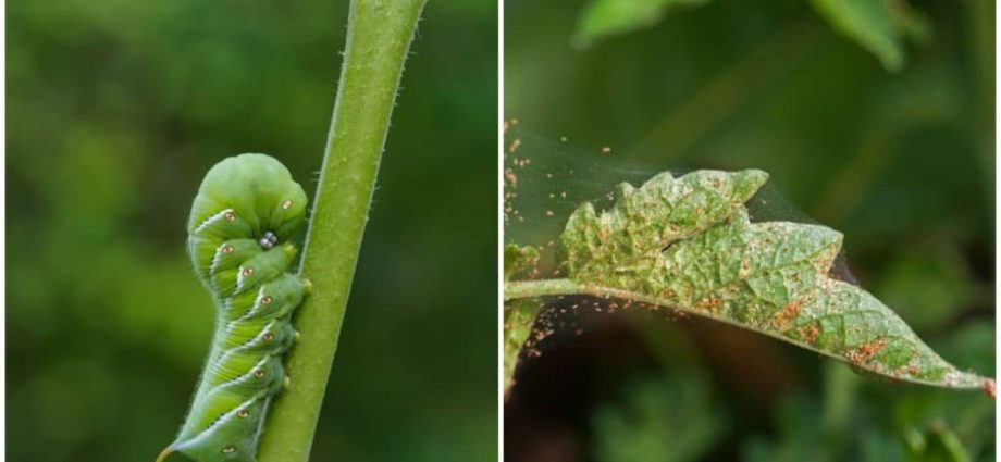 Tomato seedling pests and control methods 