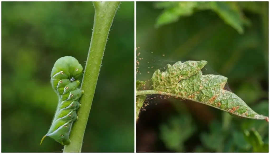 Tomato seedling pests and control methods 