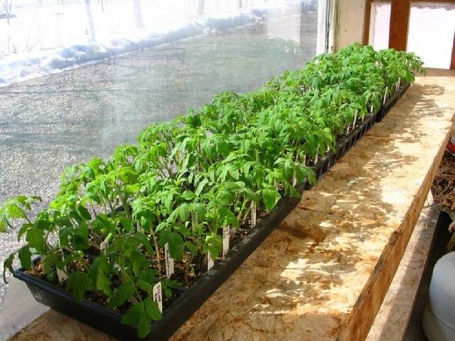 Tomato seedlings are thin and long: what to do