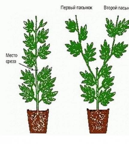 Tomato seedlings are thin and long: what to do