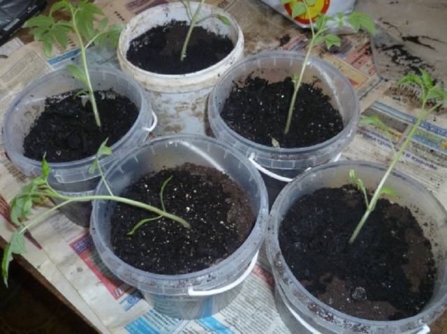 Tomato seedlings are thin and long: what to do