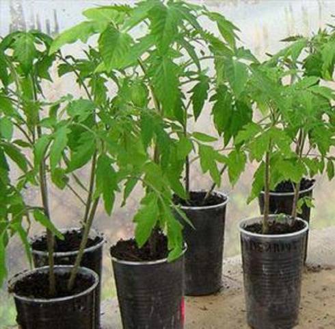 Tomato seedlings are thin and long: what to do