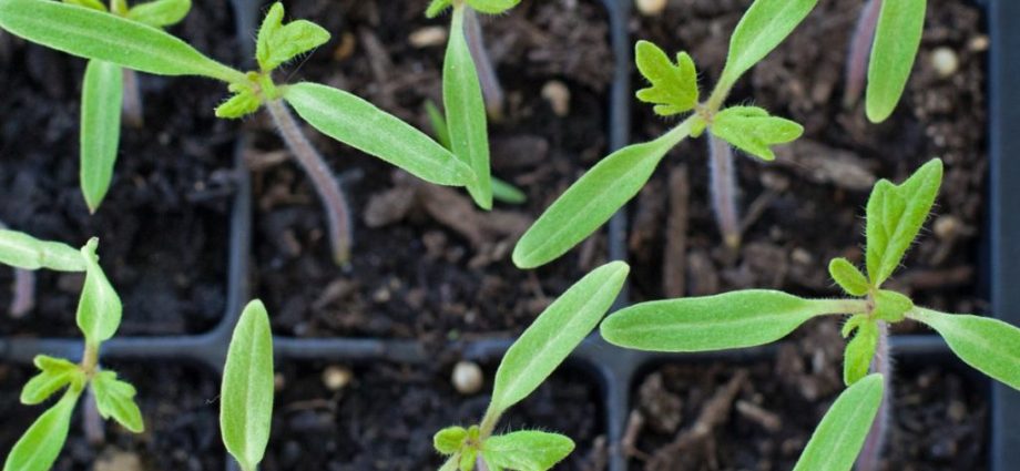 Tomato seedlings are thin and long: what to do