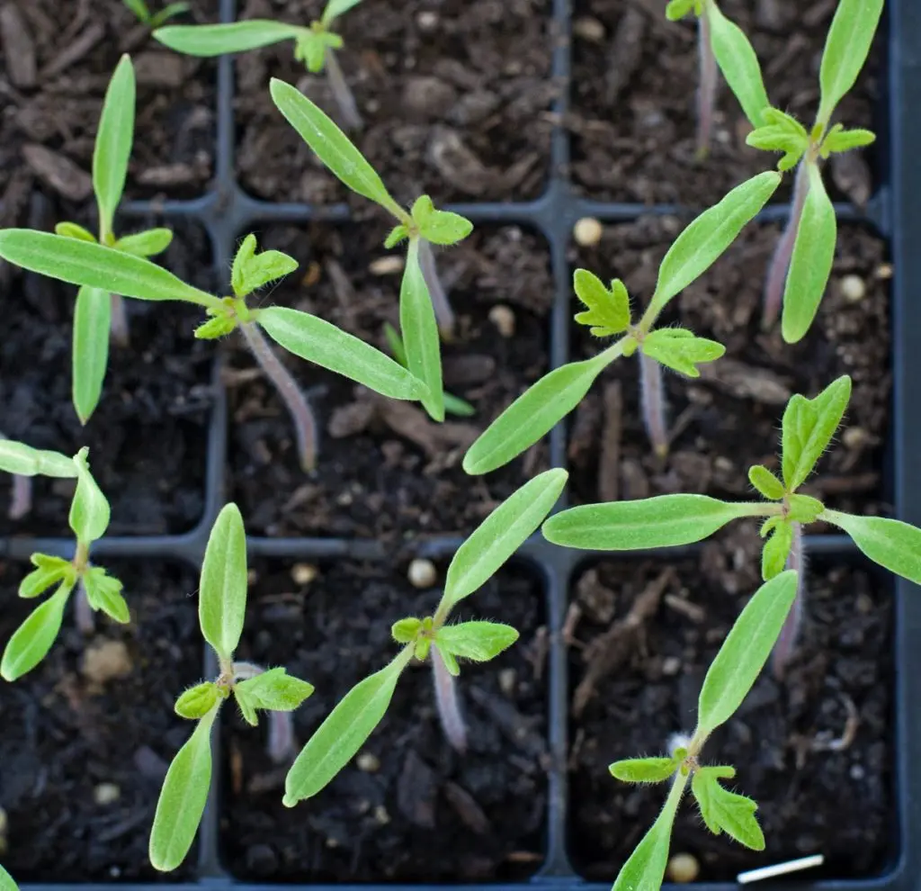 Tomato seedlings are thin and long: what to do