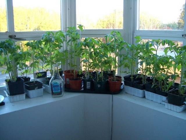 Tomato seedlings at home