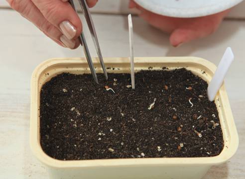 Tomato seedlings at home