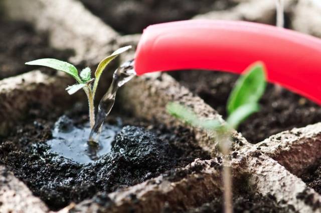 Tomato seedlings at home