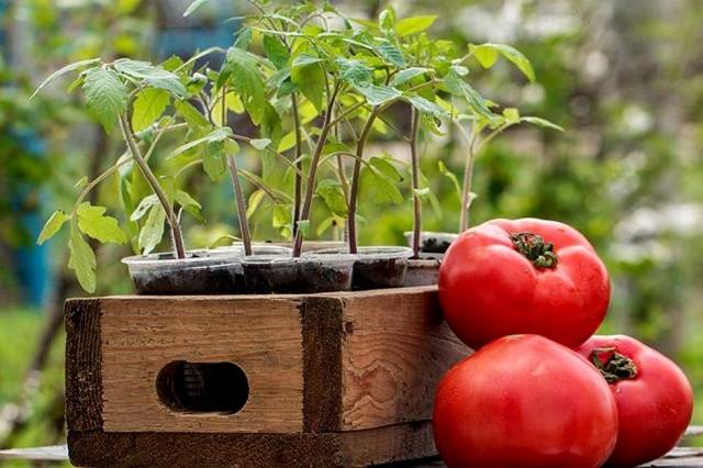 Tomato seedlings at home