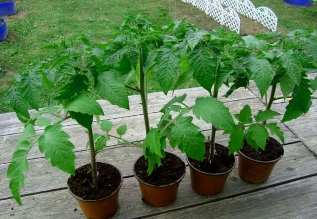 Tomato seedlings at home