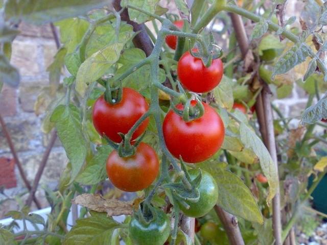 Tomato seedlings at home