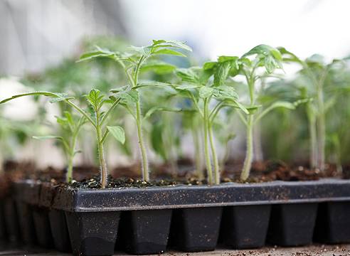 Tomato seedlings at home