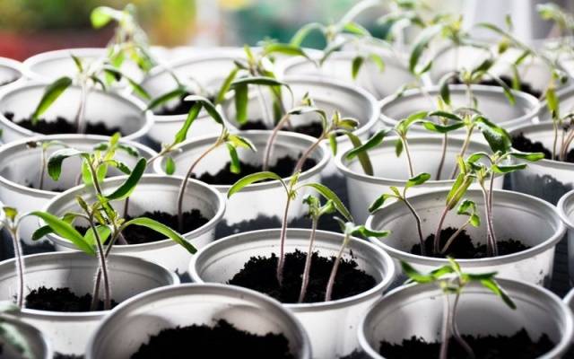 Tomato seedlings at home