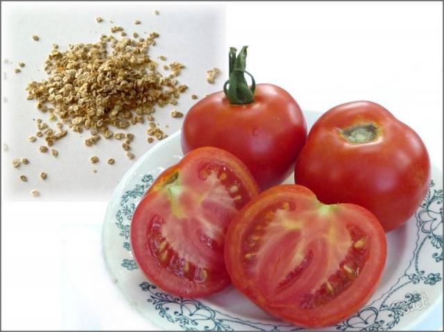 Tomato seedlings at home