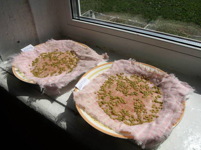 Tomato seedlings at home