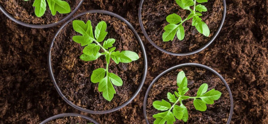 Tomato seedlings at home