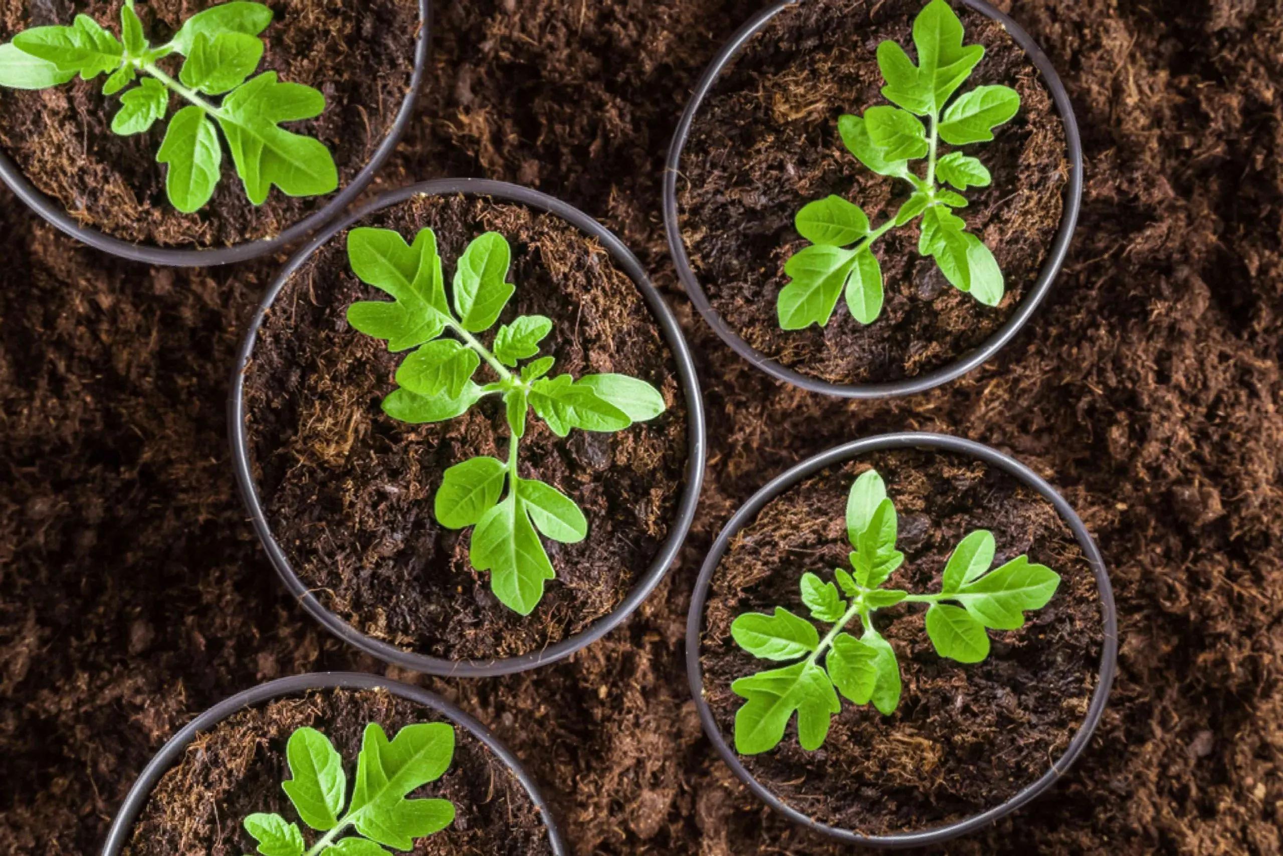 Tomato seedlings at home