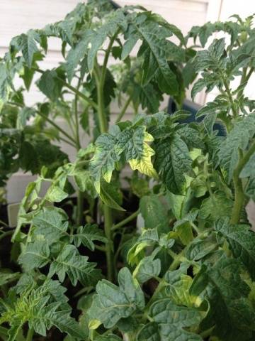 Tomato seedlings die: what to do