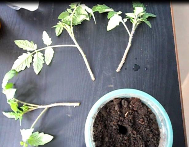 Tomato seedlings die: what to do