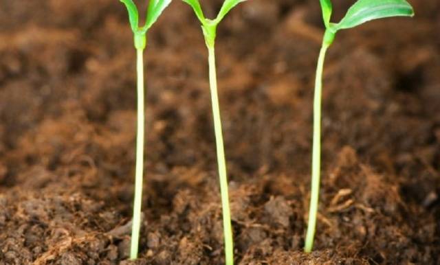 Tomato seedlings do not grow: what to do